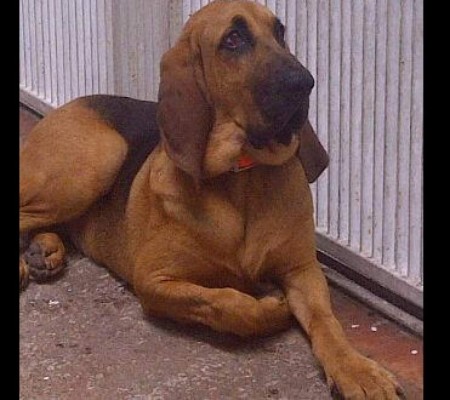 Día Mundial del Perro