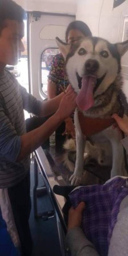 Así es Ambudog, la primera ambulancia que atiende gratuitamente animales de la calle en México