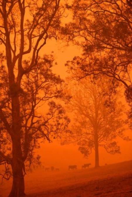 Cielo rojizo y un ambiente desierto: las fotos del caos que dejan los incendios en Australia