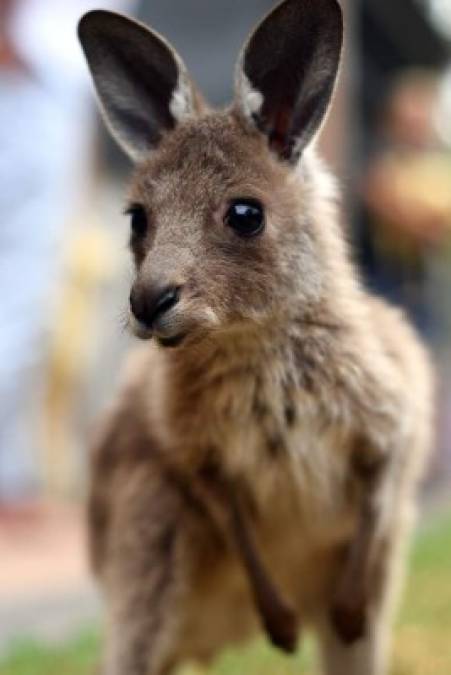 'Suerte', el valiente bebé canguro rescatado de los incendios en Australia