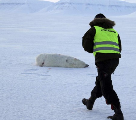 Matan a oso polar que atacó campamento de turistas