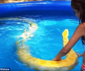 El video del pitón nadando con niñas encendió la polémica en Facebook.