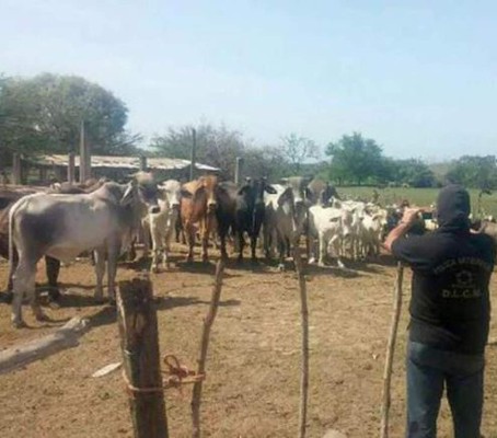 En 20 días OABI subastará ganado incautado