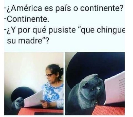 Divertidos memes del gato regañado que invaden las redes
