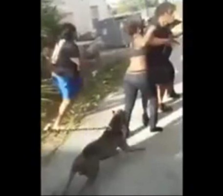Perro salvador