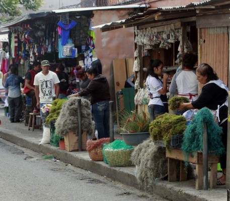 Prohibida la venta de musgo y paste de cerro en el Distrito Central