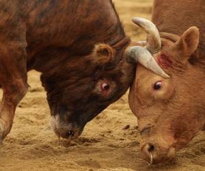 Los combates en Cheongdo atraen multitudes y apuestas, preservando una práctica ancestral que para algunos representa orgullo cultural, pero para otros, maltrato animal.