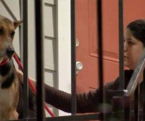 Los vecinos alimentaban el animal, pero este no quería comer.