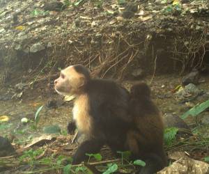 Algunos científicos sugieren que aburrimiento explicaría por qué monos capuchinos han estado secuestrando a aulladores. (Brendan Barrett/instituto Max Planck de comportamiento animal)