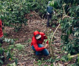 Los inmigrantes han sido clave para la industria del café Kona. Trabajadores en Hawai podan cafetos. (Michelle Mishina Kunz para The New York Times)