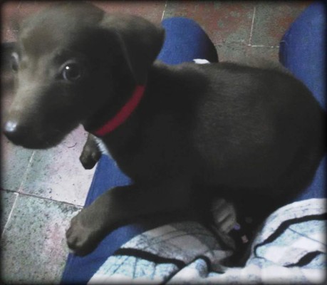 Los caninos de nuestros lectores