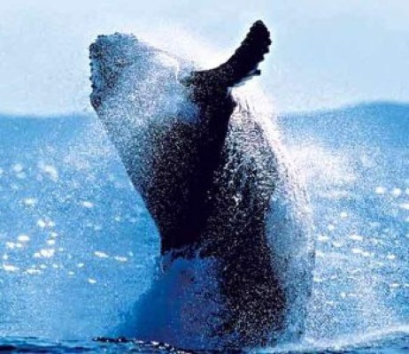 Guatemala regula observación de ballenas para su conservación