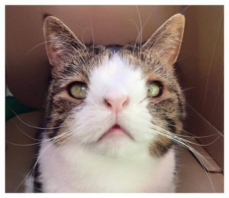 Monty, el gato con síndrome de Down que arrasa en Internet