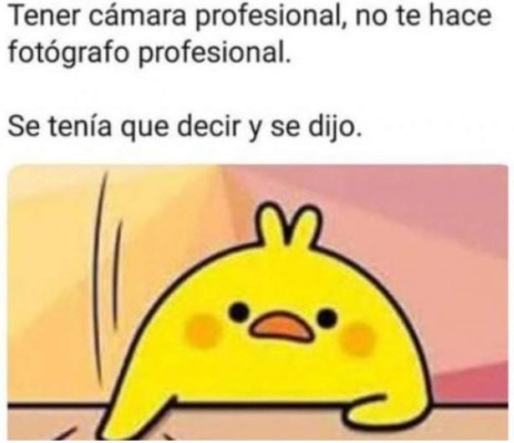 Memes virales de 2019: Gatos y el pollito amarillo entre los más compartidos