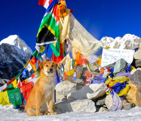 Perro rescatado de basurero es el primero en subir al Everest