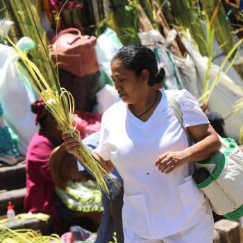 Palmas de olivo anuncian llegada de Semana Santa en la capital