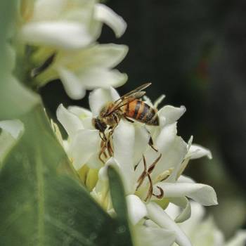 Las abejas juegan un papel crucial en la biodiversidad, y en la polinización de cultivos comerciales, de los cuales el 84% depende directamente de su actividad