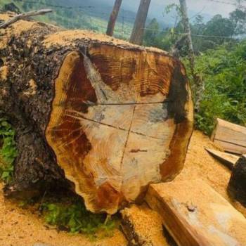 Guaimaca y Talanga son los más afectados por corte ilegal de madera