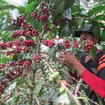 ¿Por qué el sector café no está listo para cumplir el reglamento EUDR?