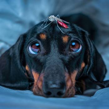 Zancudos: Aléjelos de su perro y evite un riesgo mayor