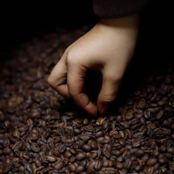 Honduras cerrará cosecha 2023-2024 sin lograr meta exportable de café