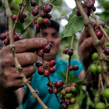 Crisis climática y plagas amenazan al café en Honduras, quinto productor mundial del grano