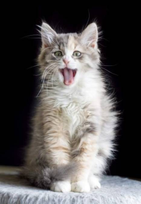 10 tiernas fotos de gatos que te harán derretir de ternura