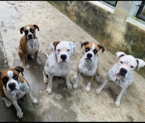 'Día mundial del Perro', lectores nos comparten imágenes de sus canes