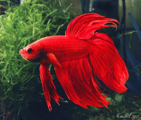 Conozca las cuatro especies de peces más comunes