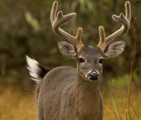 ¿Qué animal te representa según el horóscopo maya?&nbsp;&nbsp;