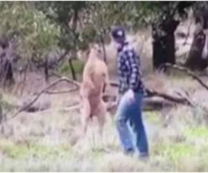 El hombre enfrentó al salvaje animal para defender a su mascota.