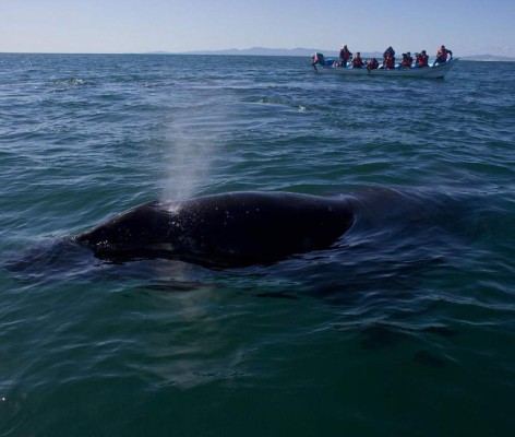 Mortal choque con ballena