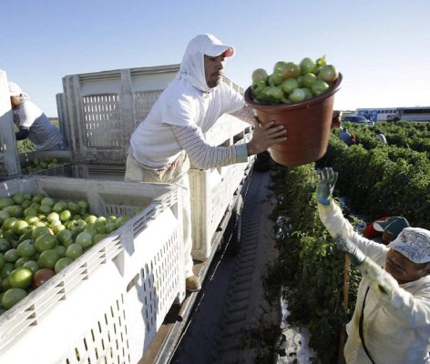 Agricultores hispanos pugnan por mejoras laborales