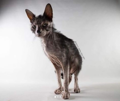 Lobo, el exótico gato que impresiona con su aspecto