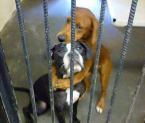 Abrazo les salva la vida