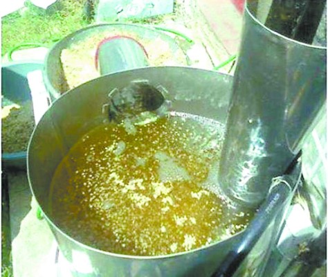 Pretenden ampliar producción de ajonjolí para extraer aceite