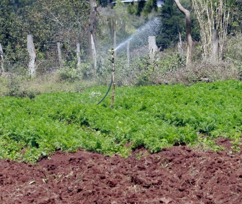 Gobierno impulsa la producción agrícola en el Distrito Central