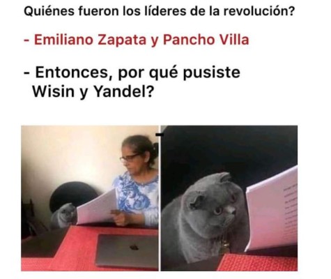 Divertidos memes del gato regañado que invaden las redes