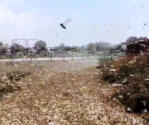 Enjambre ataca Rusia&nbsp;&nbsp;