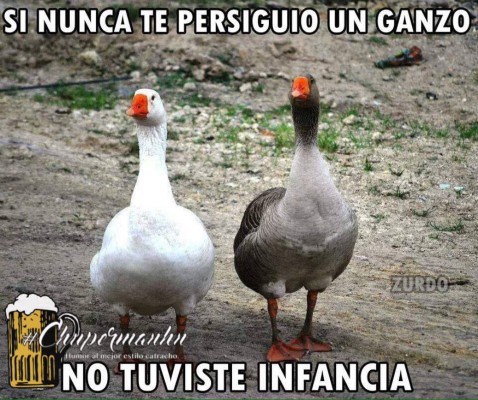 Mira aquí los mejores y más divertidos memes sobre Honduras