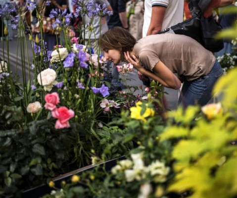La rosa, en busca del aroma perdido