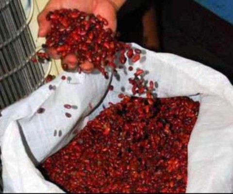 Frijol continúa desaparecido en Honduras