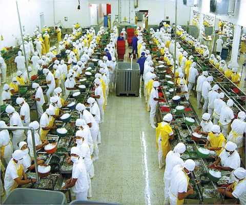 Industria del camarón recupera su poderío en el sur de Honduras