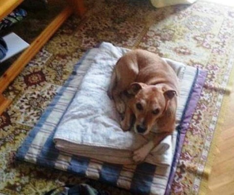 Preguntas y respuestas sobre los perros y el ébola