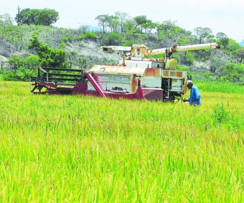 Secretaría de Finanzas reporta L 667 millones en exoneraciones al agro