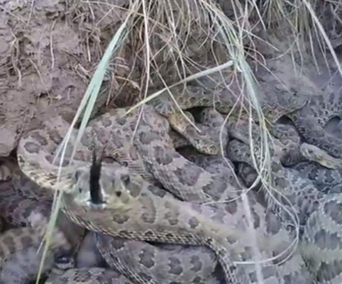 Cámara graba un nido de víboras de cascabel