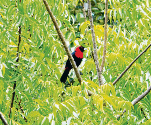 Honduras: El exótico mundo de las aves