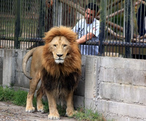 Javier y Simba: Amistad entre garras en el zoológico de la capital hondureña