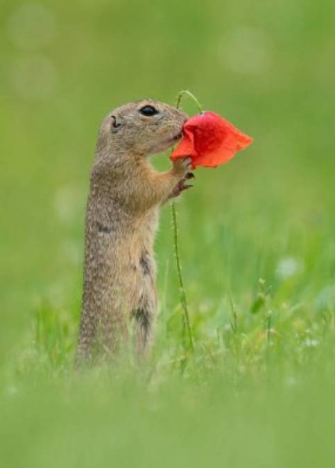 FOTOS: La maravillosa imagen de una ardilla oliendo una flor le da la vuelta al mundo