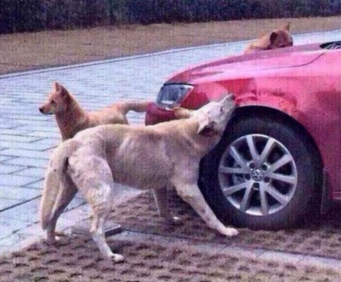 'Dulce' venganza de un perro